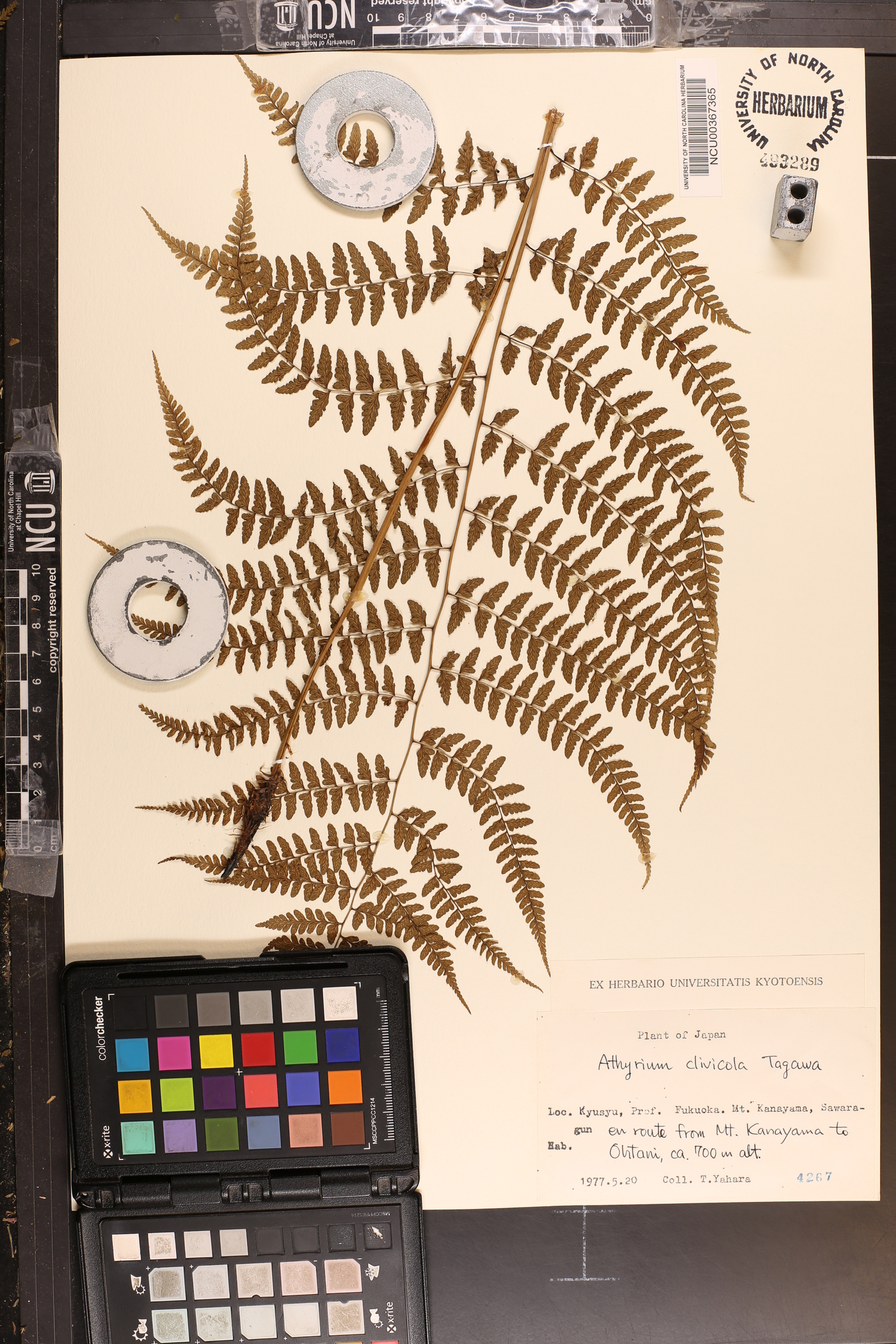 Athyrium clivicola image