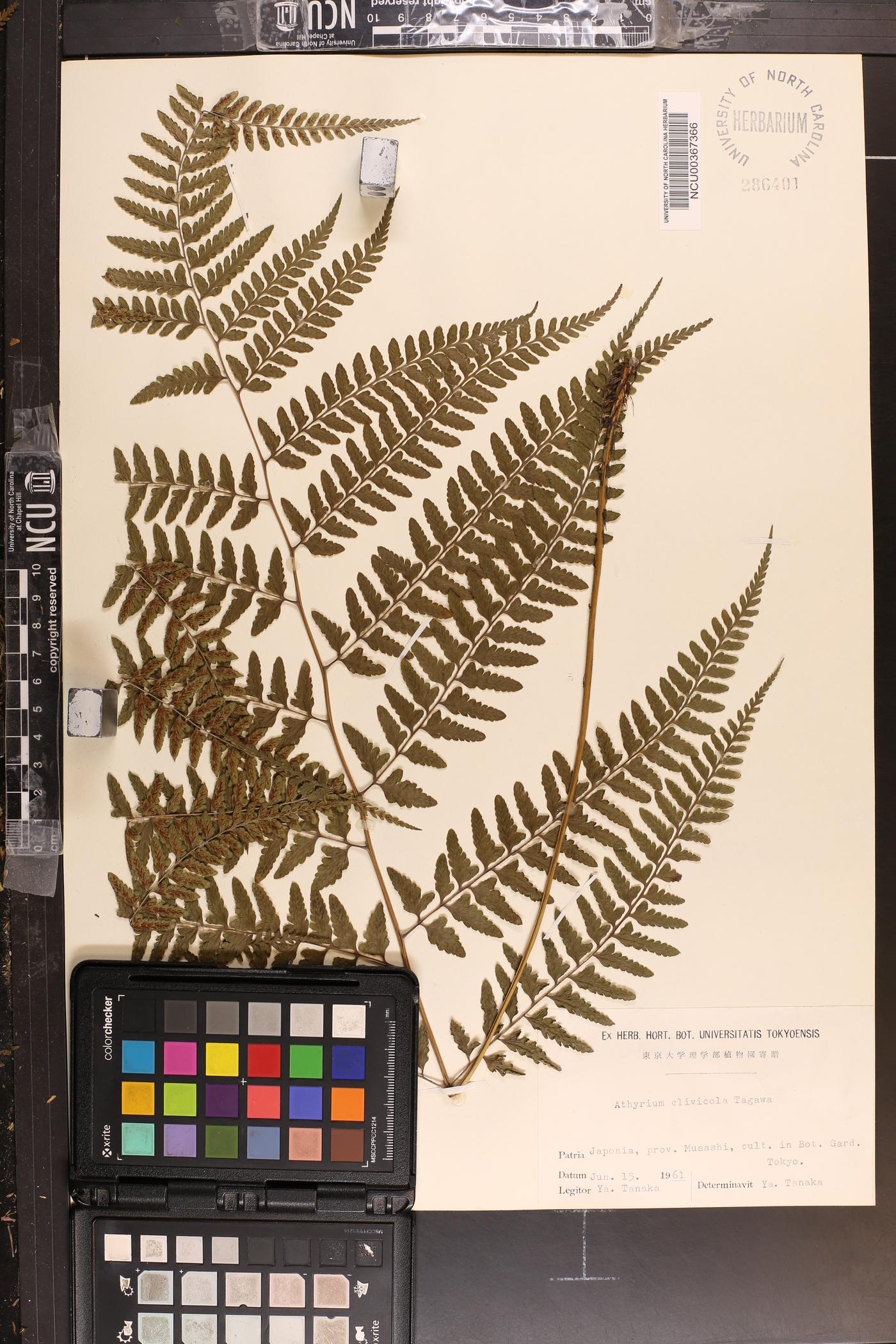 Athyrium clivicola image