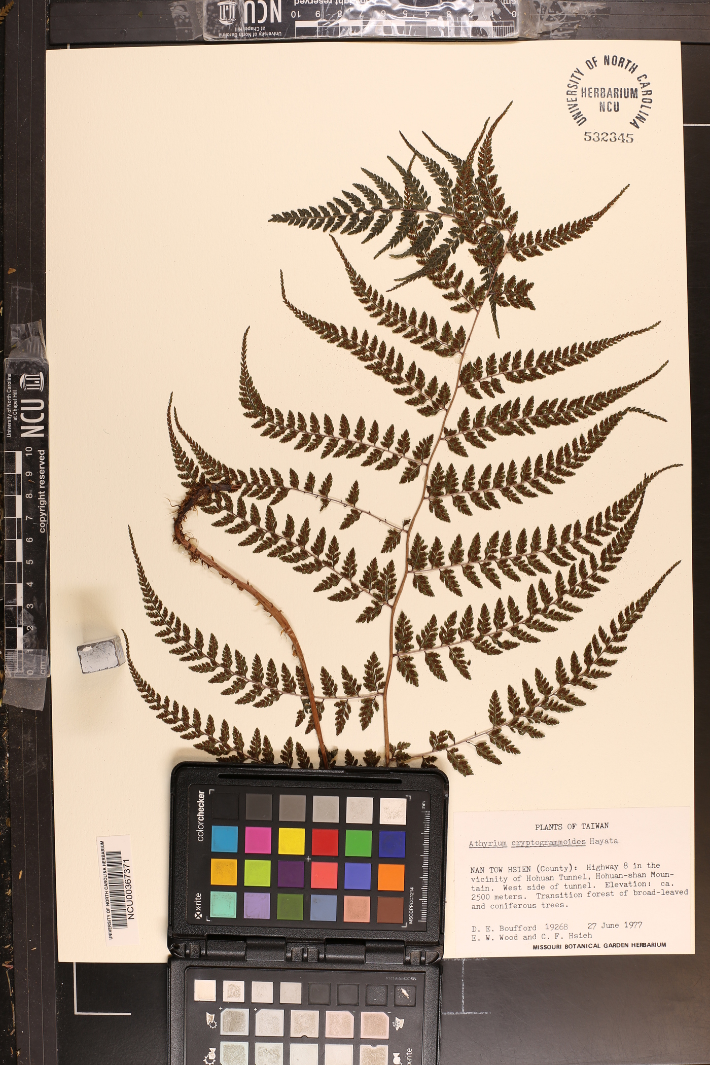 Athyrium cryptogrammoides image