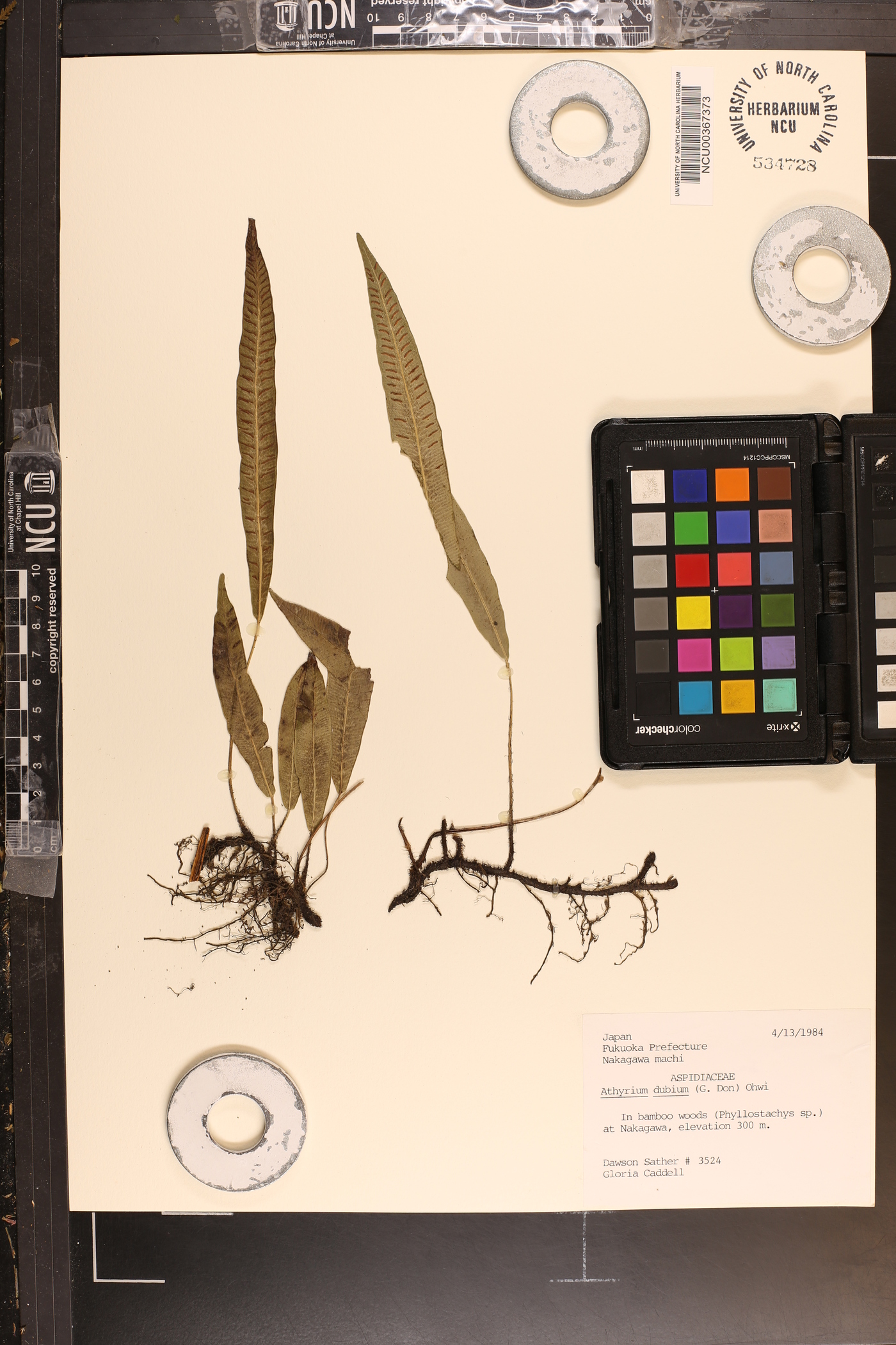 Athyrium dubium image