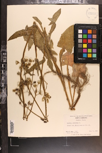 Sonchus oleraceus image