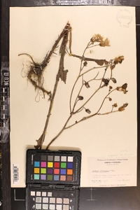 Sonchus arvensis image