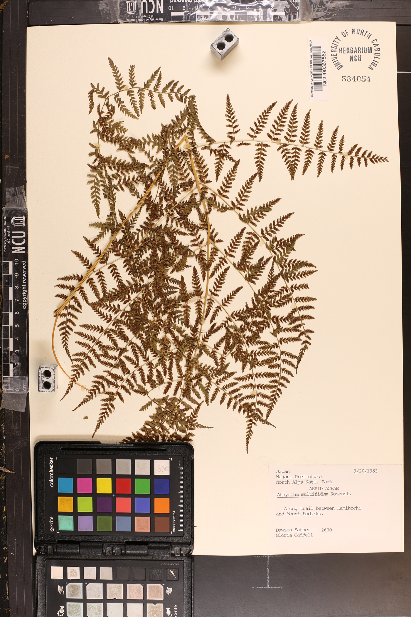 Athyrium deltoidofrons image