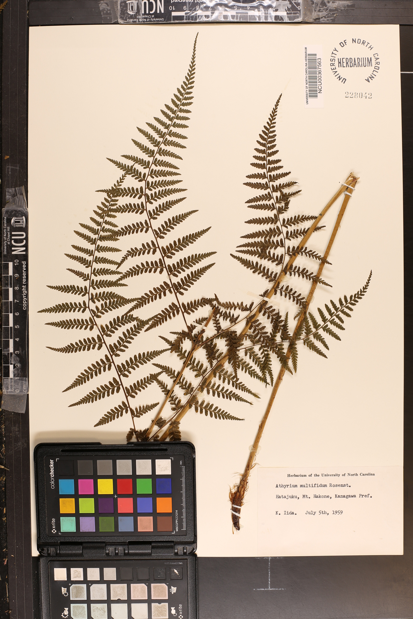 Athyrium deltoidofrons image