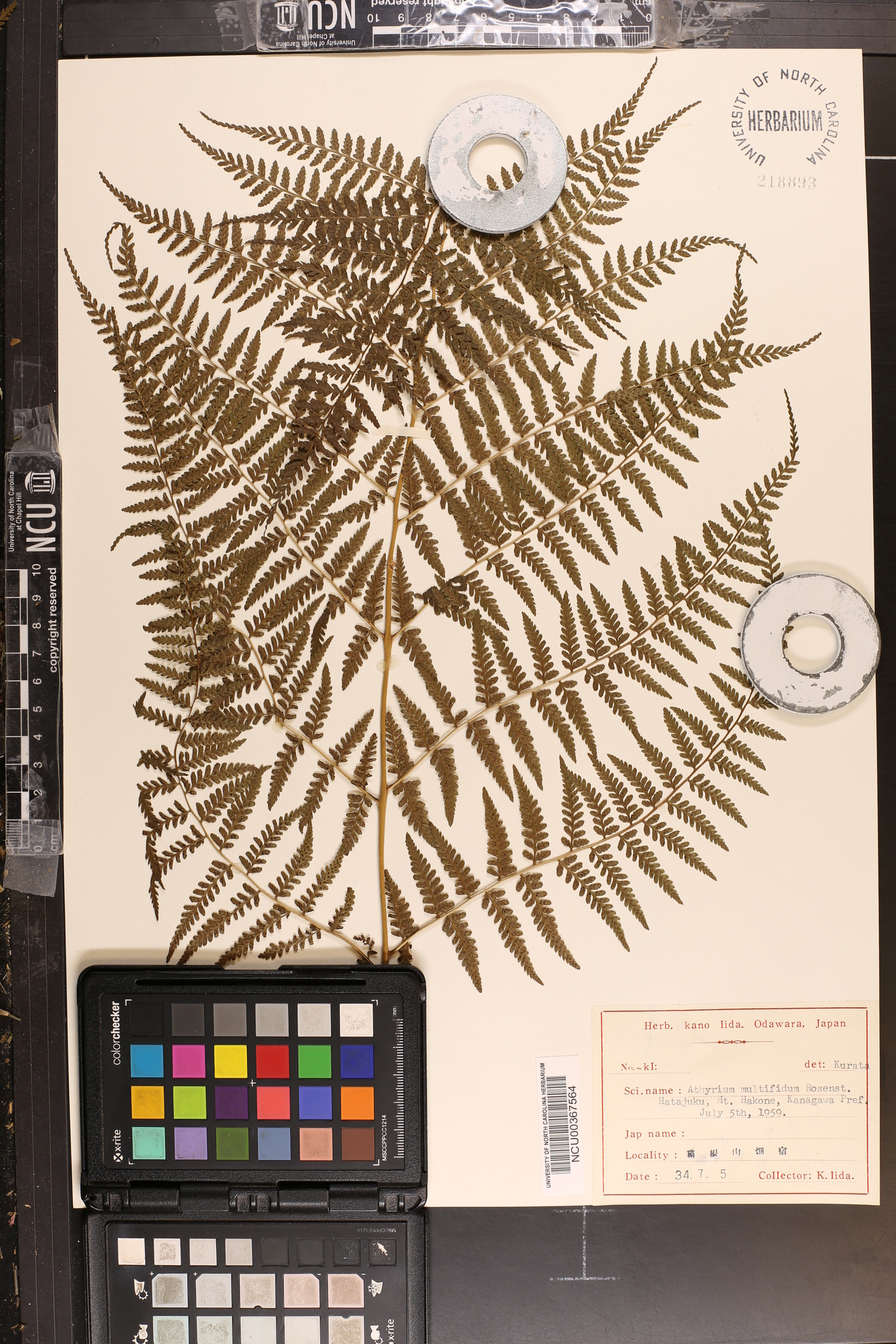 Athyrium deltoidofrons image