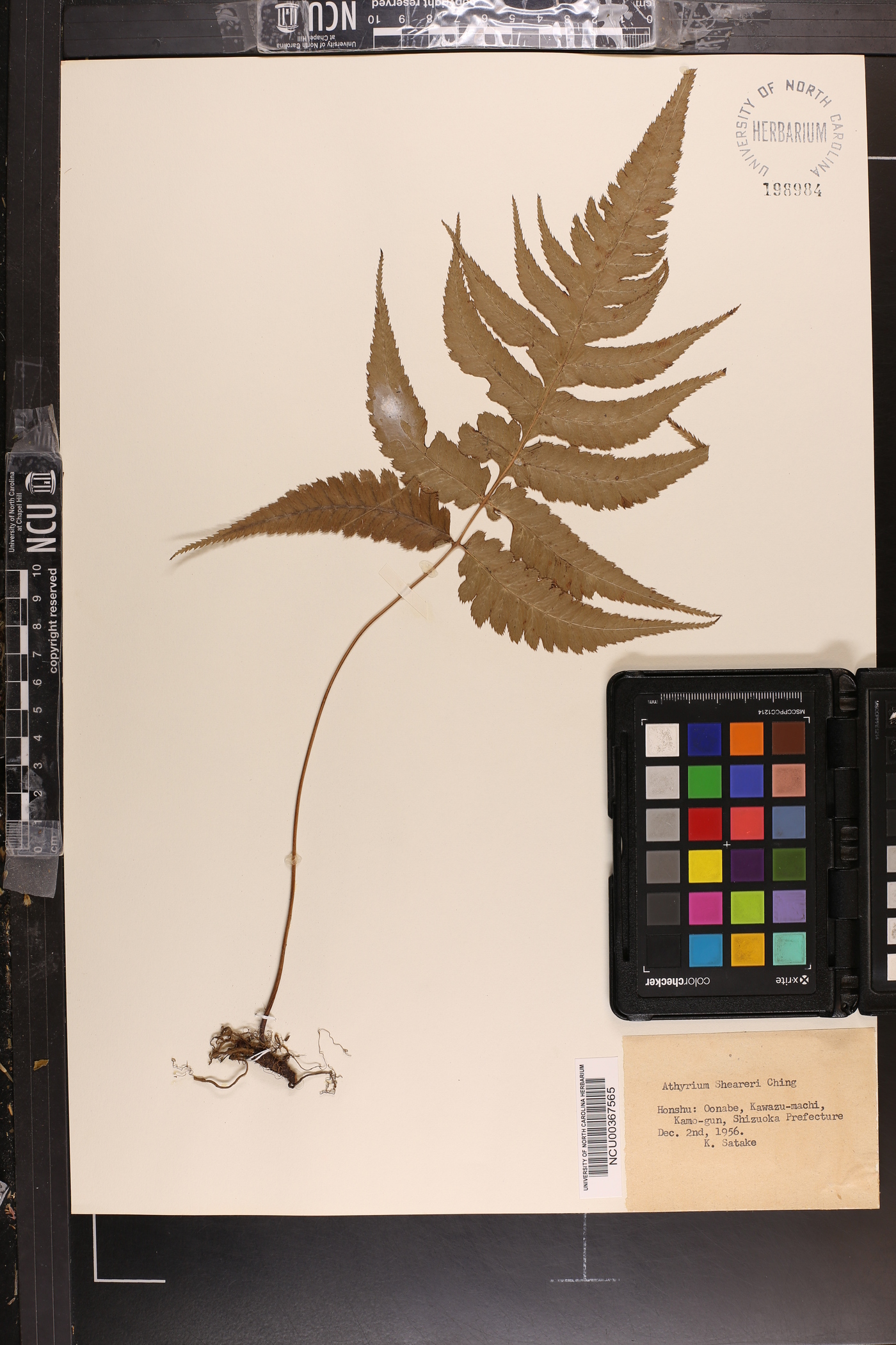 Anisocampium sheareri image