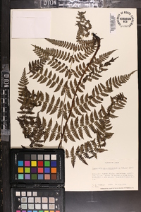 Cornopteris crenulatoserrulata image