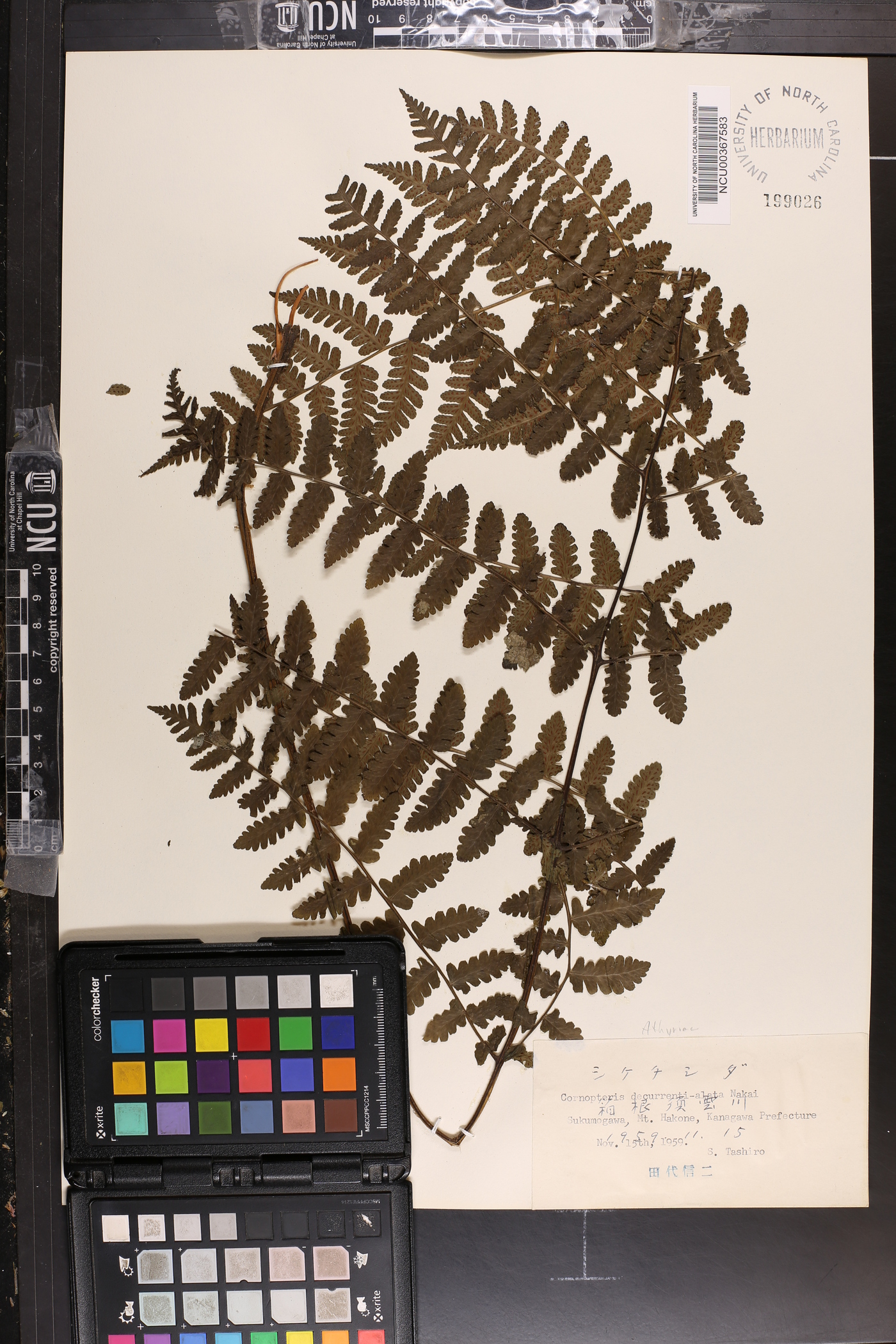 Cornopteris decurrenti-alata image