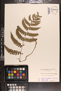 Cornopteris decurrenti-alata image