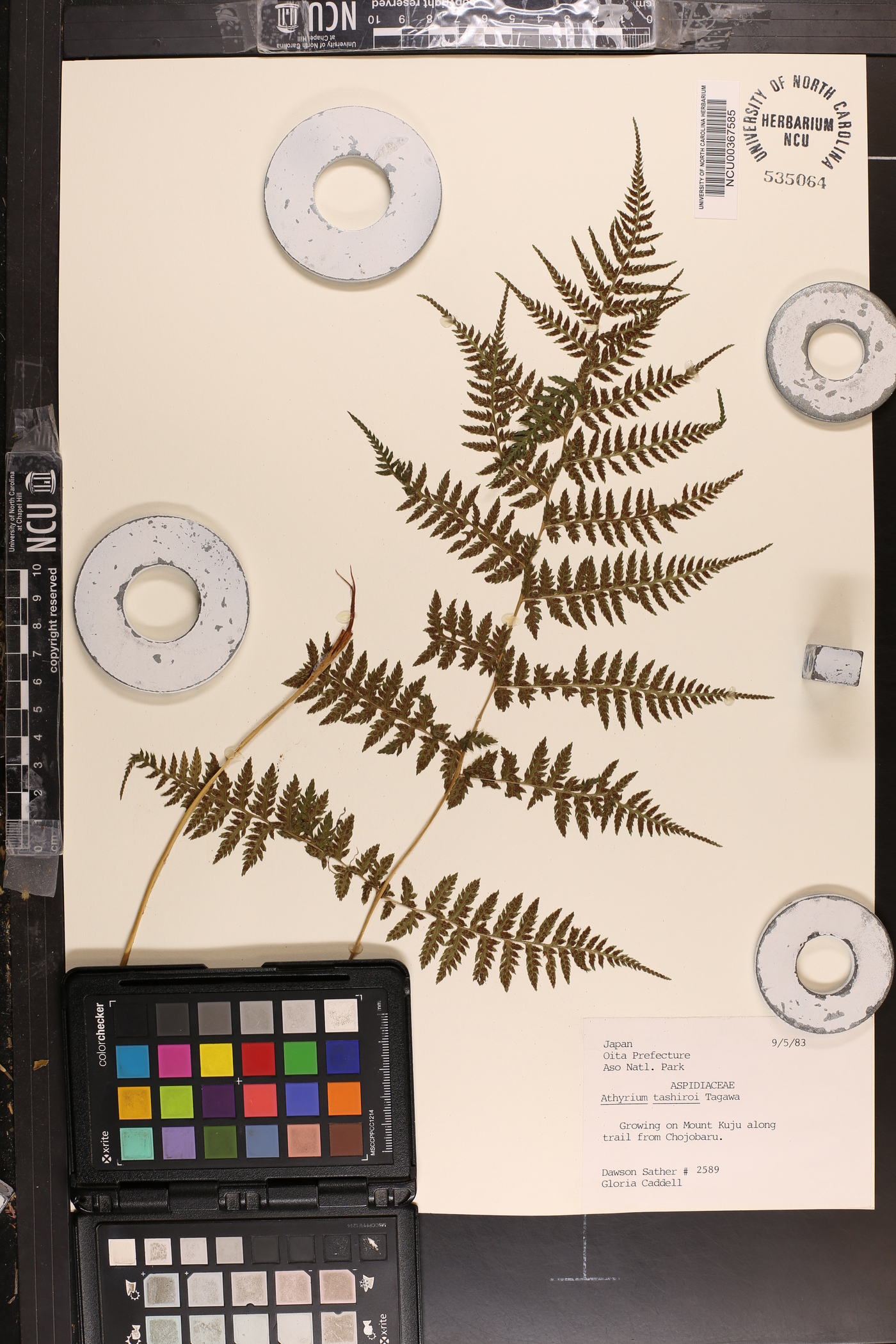 Athyrium tashiroi image