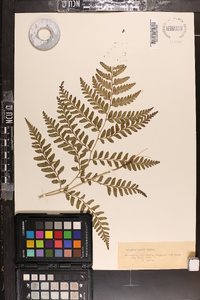 Athyrium wardii image