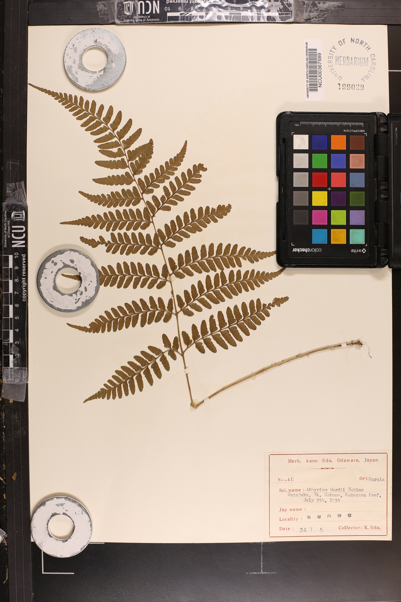 Athyrium wardii image