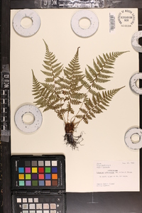 Athyrium yokoscense image