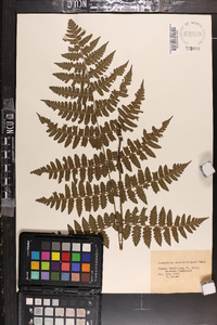 Cornopteris decurrenti-alata image