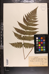 Cornopteris decurrenti-alata image