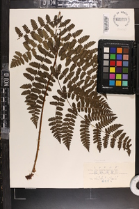 Cornopteris decurrenti-alata image