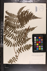 Cornopteris decurrenti-alata image