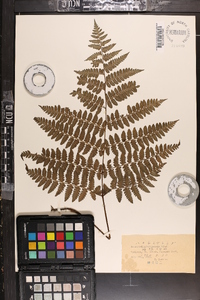 Cornopteris christenseniana image