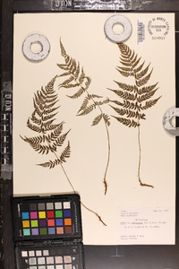 Athyrium yokoscense image