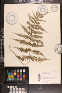 Athyrium yokoscense image