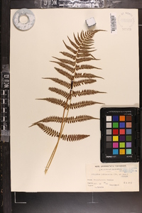 Athyrium yokoscense image