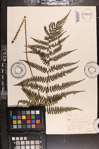 Athyrium yokoscense image