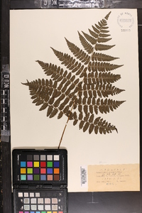 Cornopteris christenseniana image