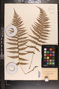 Athyrium yokoscense image