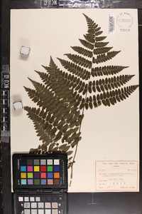 Cornopteris christenseniana image