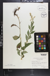 Solidago boottii image