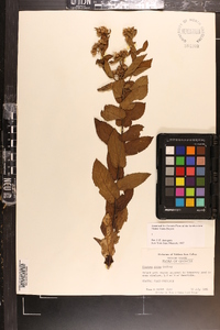 Pluchea rosea image