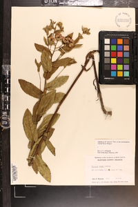 Pluchea rosea image