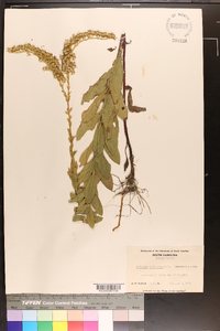 Solidago fistulosa image