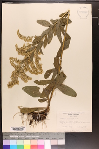 Solidago fistulosa image