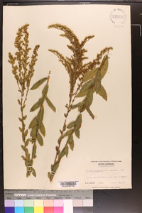 Solidago fistulosa image