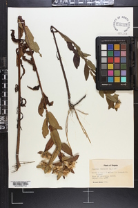 Pluchea foetida image