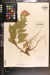 Pluchea odorata image