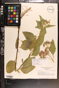 Pluchea odorata image