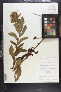 Pluchea foetida image