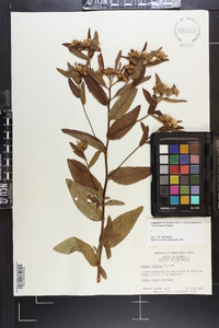 Pluchea foetida image