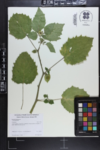 Physalis pubescens image