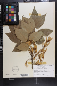 Fraxinus biltmoreana image