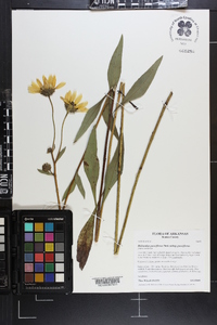 Helianthus pauciflorus image