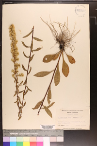 Solidago erecta image