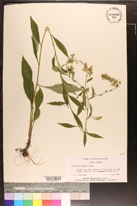 Solidago vaseyi image