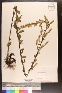 Solidago erecta image