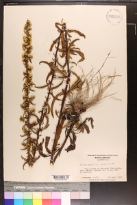 Solidago erecta image