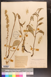 Solidago erecta image