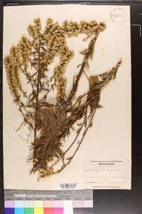 Solidago erecta image