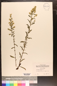 Solidago erecta image